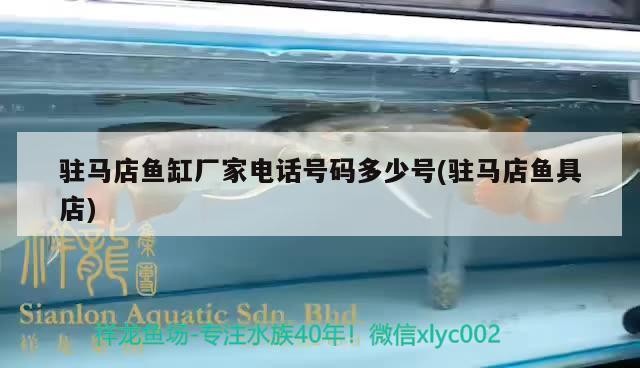 駐馬店魚缸廠家電話號碼多少號(駐馬店魚具店) 駐馬店魚缸廠家電話號碼多少號(駐馬店魚具店) 豬鼻龜百科