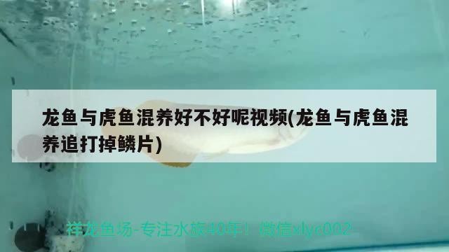龍魚與虎魚混養好不好呢視頻(龍魚與虎魚混養追打掉鱗片)