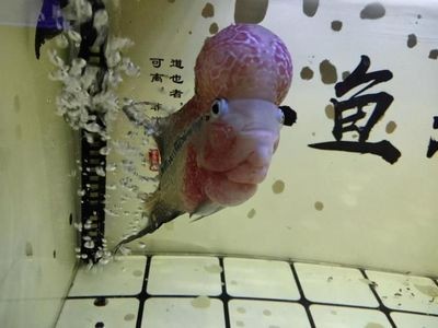 德國老虎魚（德國老虎魚唱片公司）