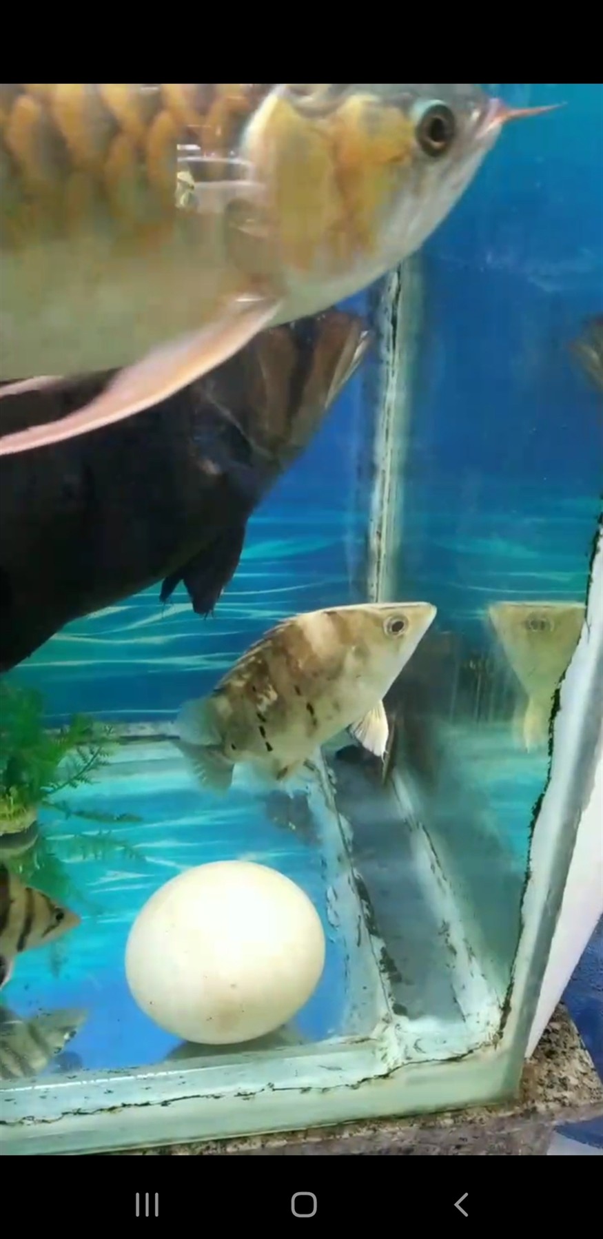 這條白化虎魚出給廣西老表了