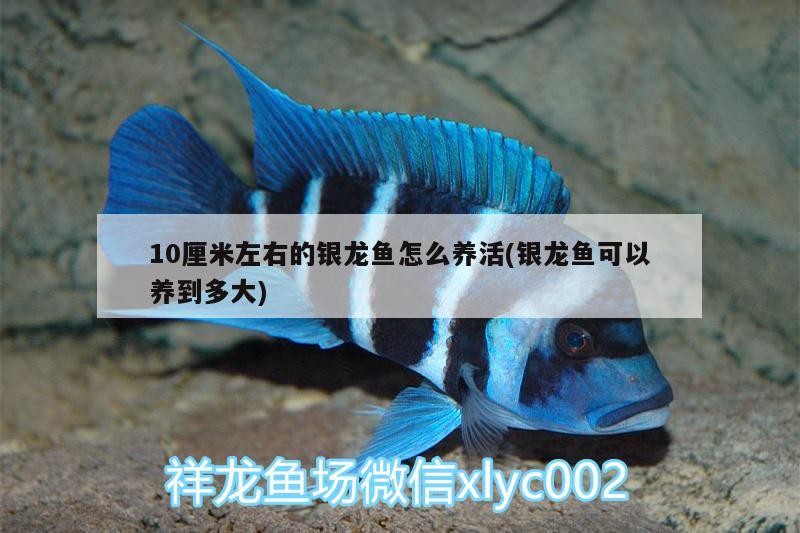 10厘米左右的銀龍魚怎么養活(銀龍魚可以養到多大)