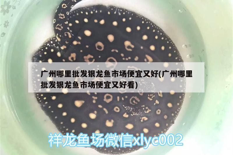 廣州哪里批發銀龍魚市場便宜又好(廣州哪里批發銀龍魚市場便宜又好看)