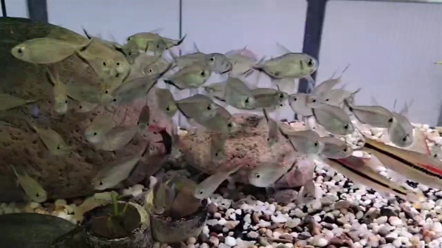 秋高氣爽的星期六，有好看的魚(yú)缸，周末愉快，必須滴。
?毫無(wú)疑問(wèn)，我們擁有全世界最先進(jìn)，最神奇的量子養(yǎng)魚(yú)技術(shù)，由此可以創(chuàng)造出最完美而且獨(dú)一無(wú)二的神奇魚(yú)缸，這些魚(yú)缸足以讓養(yǎng)魚(yú)變成一種非常簡(jiǎn)單而充滿(mǎn)樂(lè)趣的休閑活動(dòng)，從而給所有人帶來(lái)前所未有的崇高的養(yǎng)魚(yú)體驗(yàn)和極致享受。
?幾乎可以徹底解決養(yǎng)魚(yú)中所有令人頭疼的問(wèn)題和困難，穩(wěn)操勝券