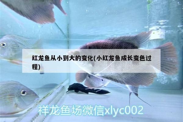 小紅龍魚如何選擇以后會(huì)大紅：印尼紅龍魚小紅龍魚的挑選標(biāo)準(zhǔn)，小紅龍魚的挑選標(biāo)準(zhǔn)