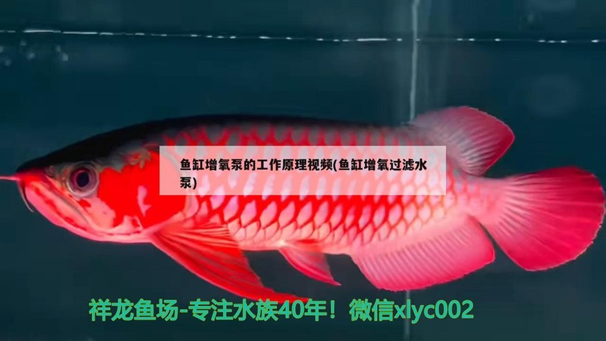 紅龍魚用黃燈烤有用嗎 魚缸增氧泵的工作原理視頻(魚缸增氧過濾水泵) 豬鼻龜百科 魚缸增氧泵的工作原理視頻(魚缸增氧過濾水泵) 魚缸增氧泵的工作原理視頻(魚缸增氧過濾水泵) 豬鼻龜百科