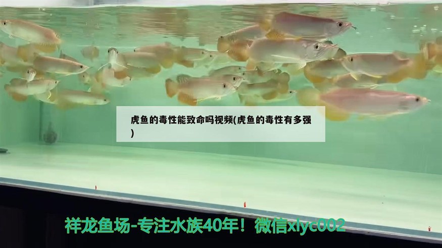 虎魚(yú)的毒性能致命嗎視頻(虎魚(yú)的毒性有多強(qiáng))
