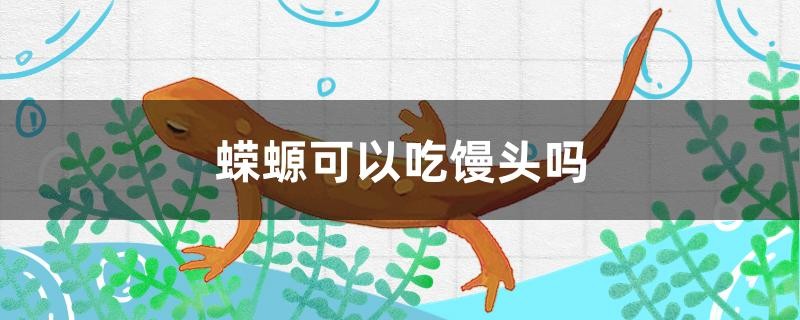 蠑螈可以吃饅頭嗎