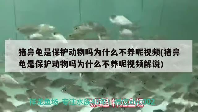 豬鼻龜是保護(hù)動物嗎為什么不養(yǎng)呢視頻(豬鼻龜是保護(hù)動物嗎為什么不養(yǎng)呢視頻解說)