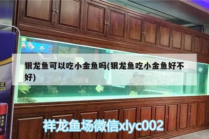 銀龍魚可以吃小金魚嗎(銀龍魚吃小金魚好不好)