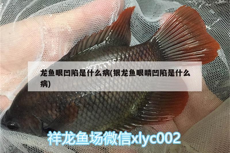 龍魚眼凹陷是什么病(銀龍魚眼睛凹陷是什么病)