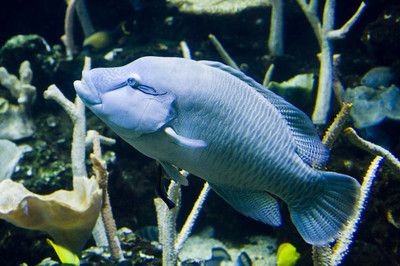 1.2米魚缸養(yǎng)幾條薩伊藍魚合適：1.2米的魚缸養(yǎng)幾條薩伊藍魚合適