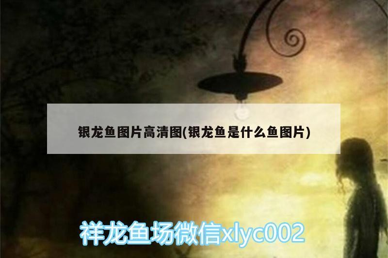 銀龍魚圖片高清圖(銀龍魚是什么魚圖片)
