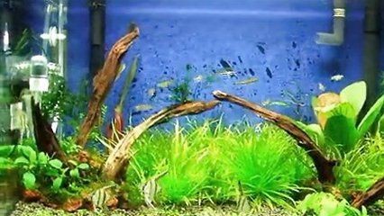 草缸觀賞魚自然壽命（如何延長(zhǎng)觀賞魚的壽命？）