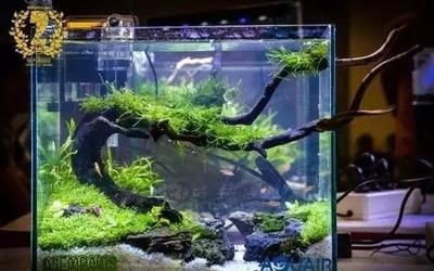 草缸觀賞魚自然壽命（如何延長(zhǎng)觀賞魚的壽命？）