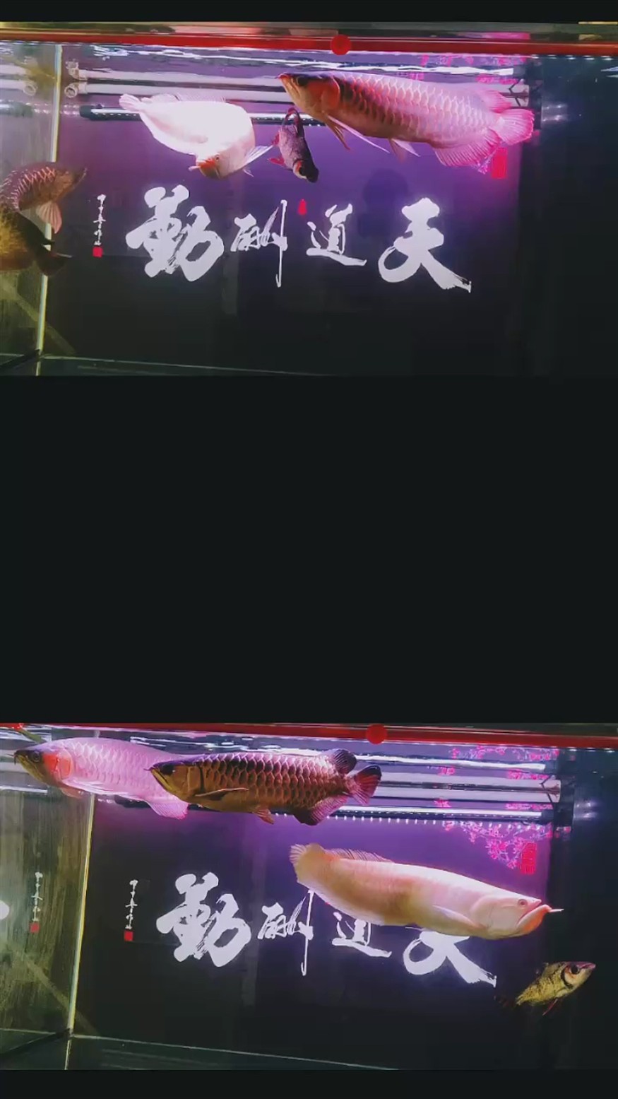 為今天而活，不必為明天過分擔憂