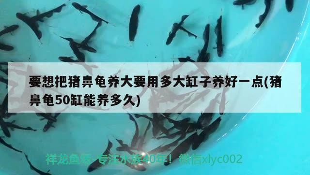 要想把豬鼻龜養大要用多大缸子養好一點(豬鼻龜50缸能養多久)