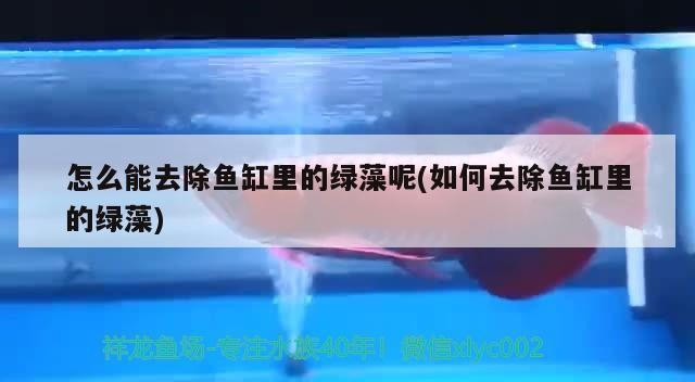 金魚缸有什么講究和忌諱嗎(金魚缸有什么講究和忌諱嗎圖片)