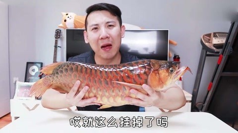 紅龍魚吃什么發色最好養活（紅龍魚吃什么發色最好養活呢）