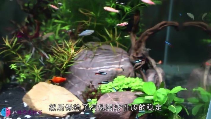 白石子可以放魚缸里面嗎視頻：白石子可以放魚缸里嗎？
