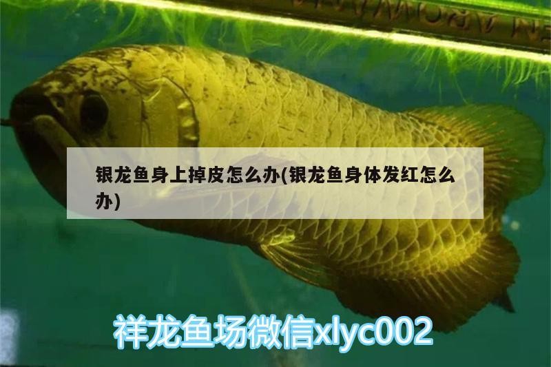 銀龍魚身上掉皮怎么辦(銀龍魚身體發紅怎么辦)