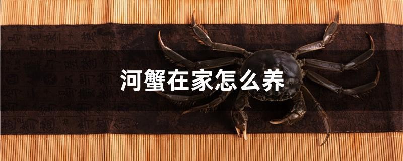 河蟹在家怎么養
