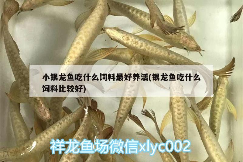 小銀龍魚(yú)吃什么飼料最好養(yǎng)活(銀龍魚(yú)吃什么飼料比較好)