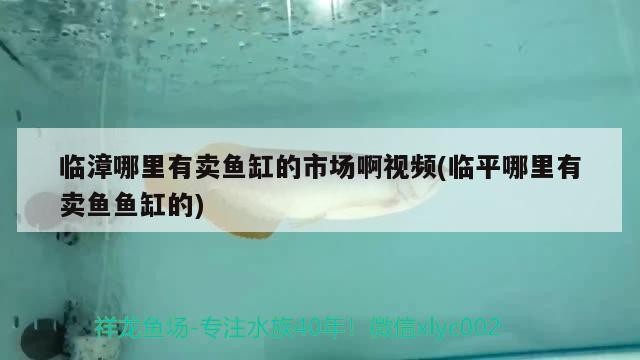 臨漳哪里有賣魚缸的市場啊視頻(臨平哪里有賣魚魚缸的)
