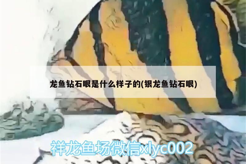 龍魚鉆石眼是什么樣子的(銀龍魚鉆石眼)
