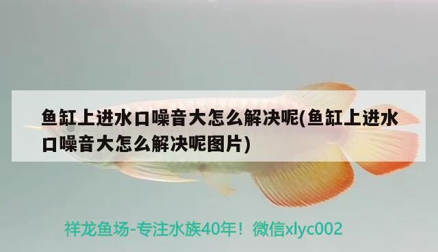 1金龍 1豬鼻龜 3虎 2彩 混養