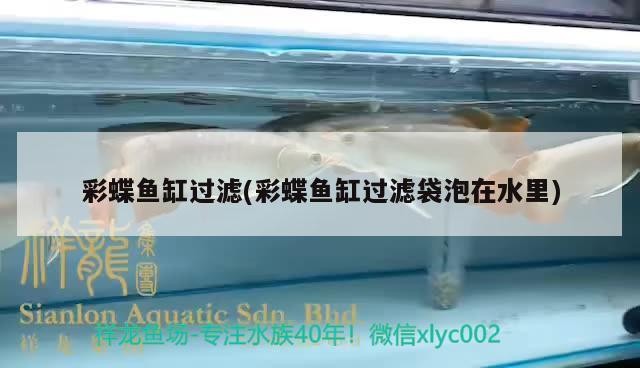 1金龍 1豬鼻龜 3虎 2彩 混養