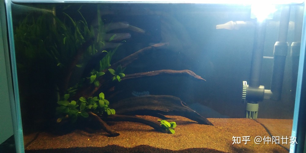 超白魚缸品牌推薦知乎：超白魚缸品牌推薦