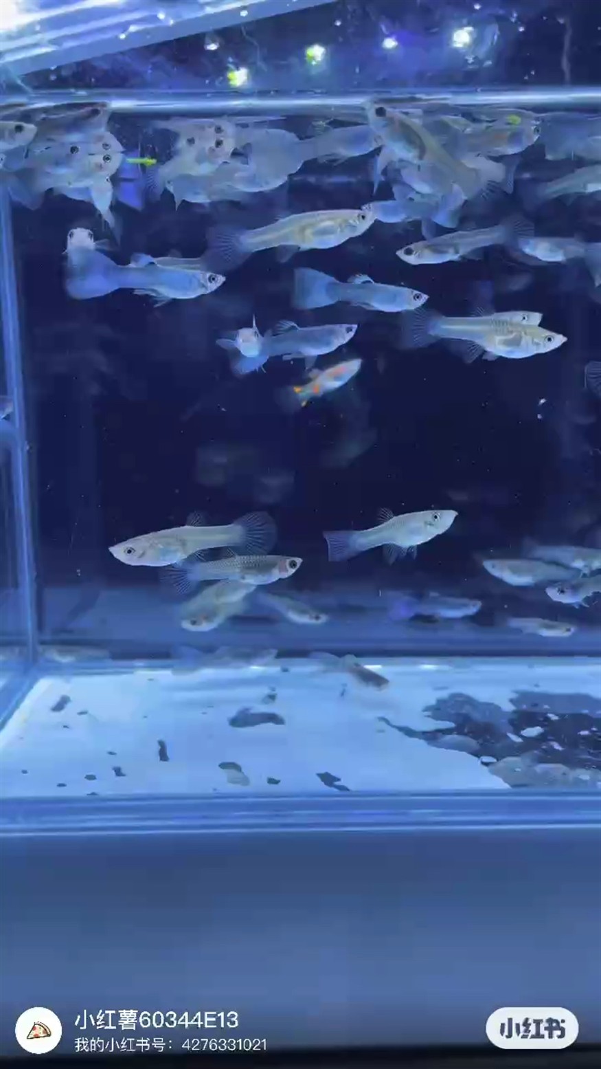 清缸冰藍魚苗 清缸冰藍魚苗 龍魚論壇