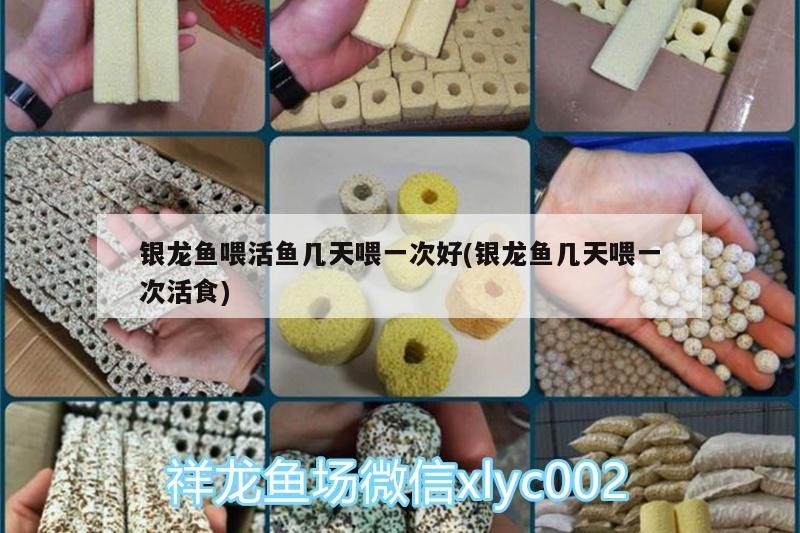 銀龍魚喂活魚幾天喂一次好(銀龍魚幾天喂一次活食)
