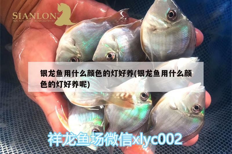 銀龍魚用什么顏色的燈好養(銀龍魚用什么顏色的燈好養呢)