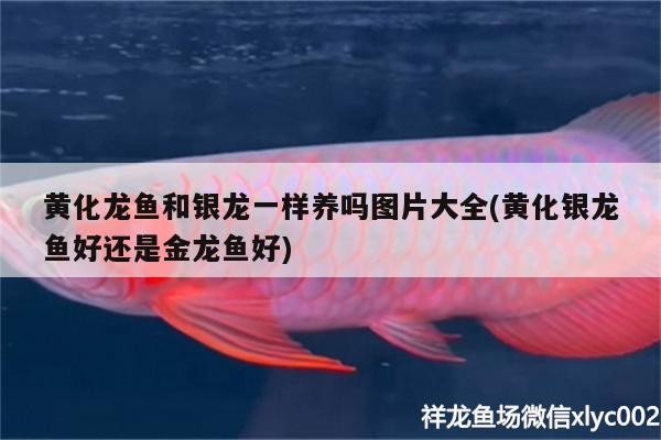 黃化龍魚和銀龍一樣養嗎圖片大全(黃化銀龍魚好還是金龍魚好)