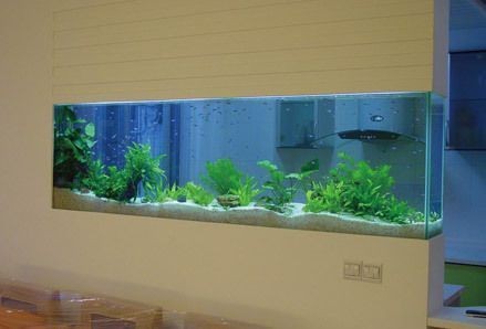 紅龍魚的正確飼養方法圖片大全集高清（紅龍魚的正確飼養方法圖片大全集高清圖） 紅龍魚的正確飼養方法圖片大全集高清（紅龍魚的正確飼養方法圖片大全集高清圖） 紅龍魚百科