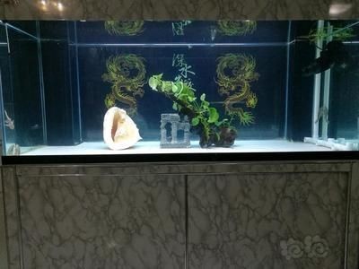 冬天錦鯉魚缸水溫是多少：冬季錦鯉越冬策略