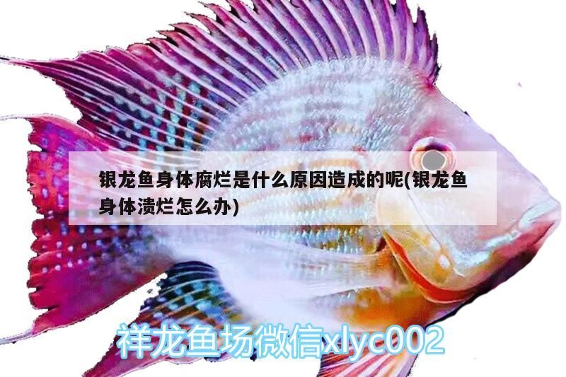 銀龍魚身體腐爛是什么原因造成的呢(銀龍魚身體潰爛怎么辦)