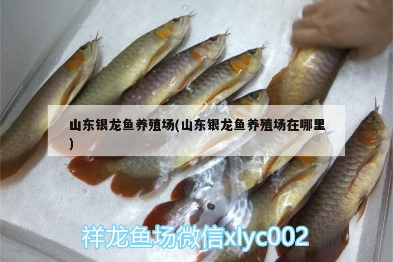 山東銀龍魚養(yǎng)殖場(山東銀龍魚養(yǎng)殖場在哪里)