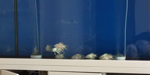 龍魚吃太多爬缸