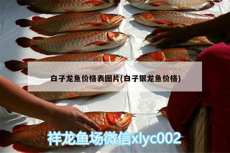 白子龍魚價格表圖片(白子銀龍魚價格)