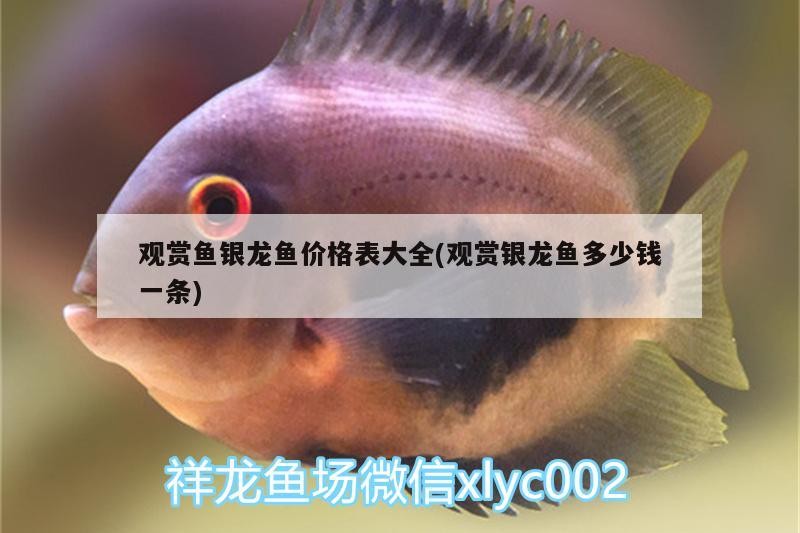 觀賞魚銀龍魚價格表大全(觀賞銀龍魚多少錢一條)
