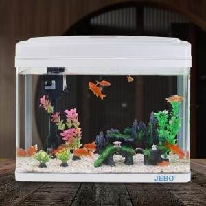 半月斗魚魚缸要多大
