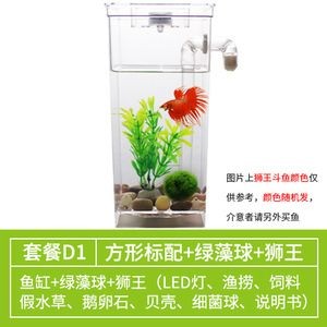 半月斗魚魚缸要多大