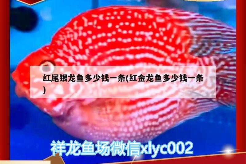 紅尾銀龍魚多少錢一條(紅金龍魚多少錢一條) 紅尾銀龍魚多少錢一條(紅金龍魚多少錢一條) 銀龍魚百科