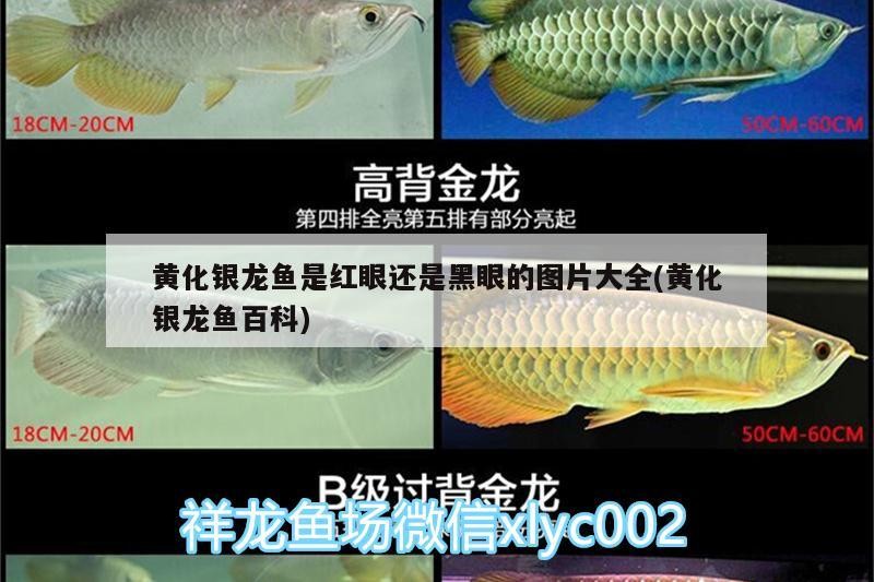 黃化銀龍魚是紅眼還是黑眼的圖片大全(黃化銀龍魚百科)