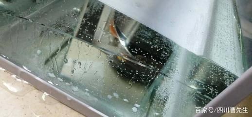 玻璃膠能補魚缸嗎有毒嗎：玻璃膠在裝修中的作用及注意事項