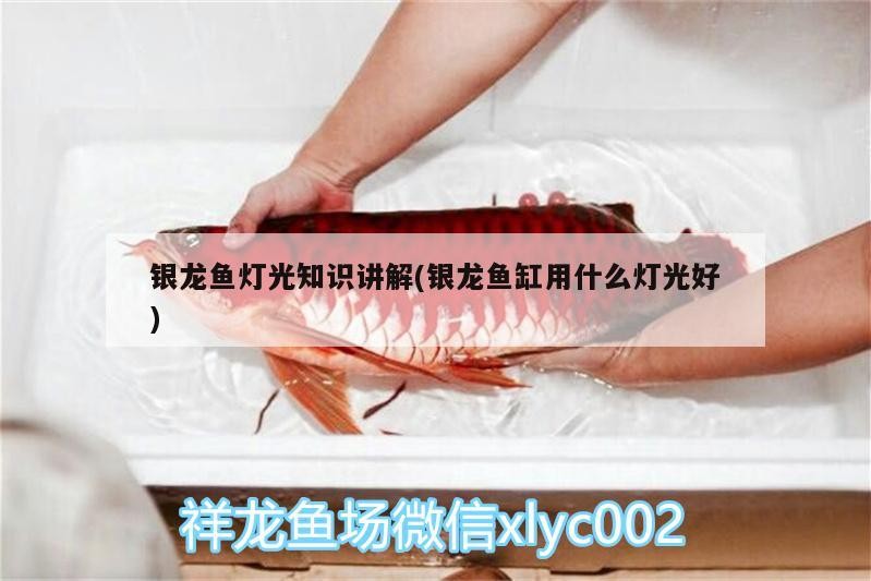 銀龍魚燈光知識講解(銀龍魚缸用什么燈光好) 銀龍魚燈光知識講解(銀龍魚缸用什么燈光好) 銀龍魚百科
