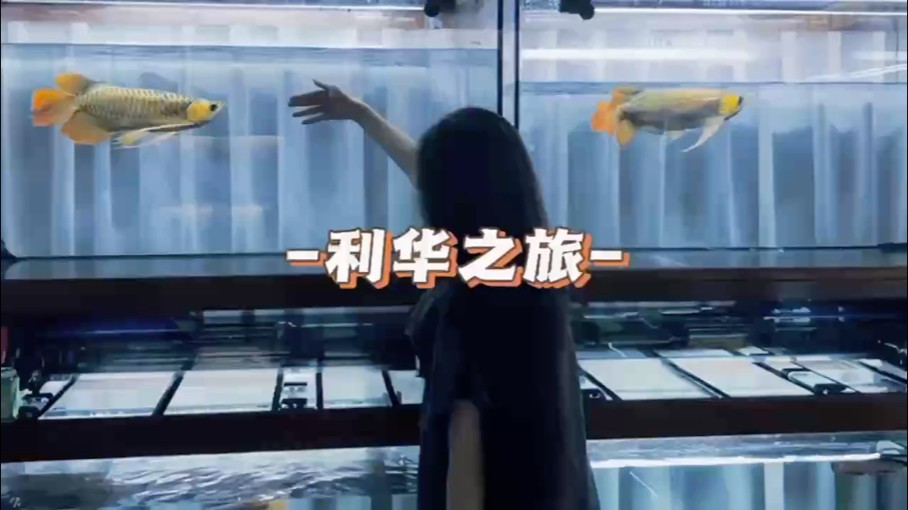連看三條貢拜f2