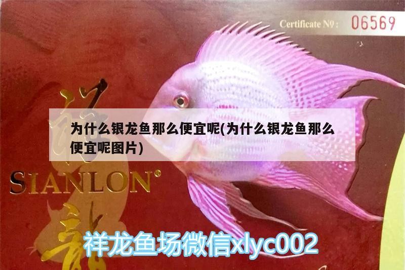 為什么銀龍魚那么便宜呢(為什么銀龍魚那么便宜呢圖片)